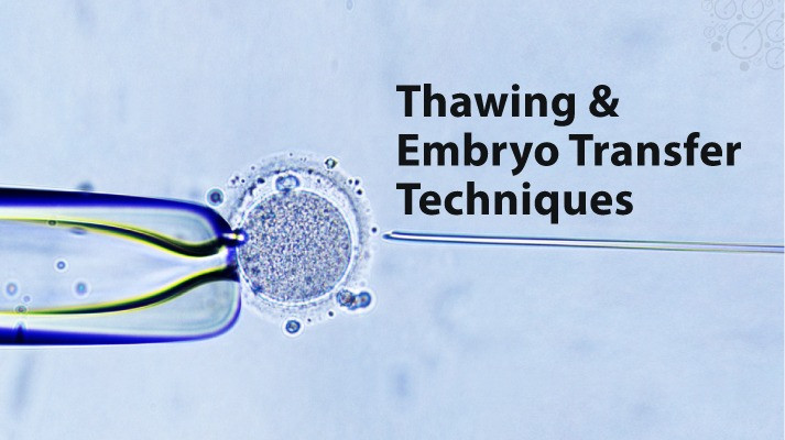 Thawing &amp; Embryo Transfer Techniques